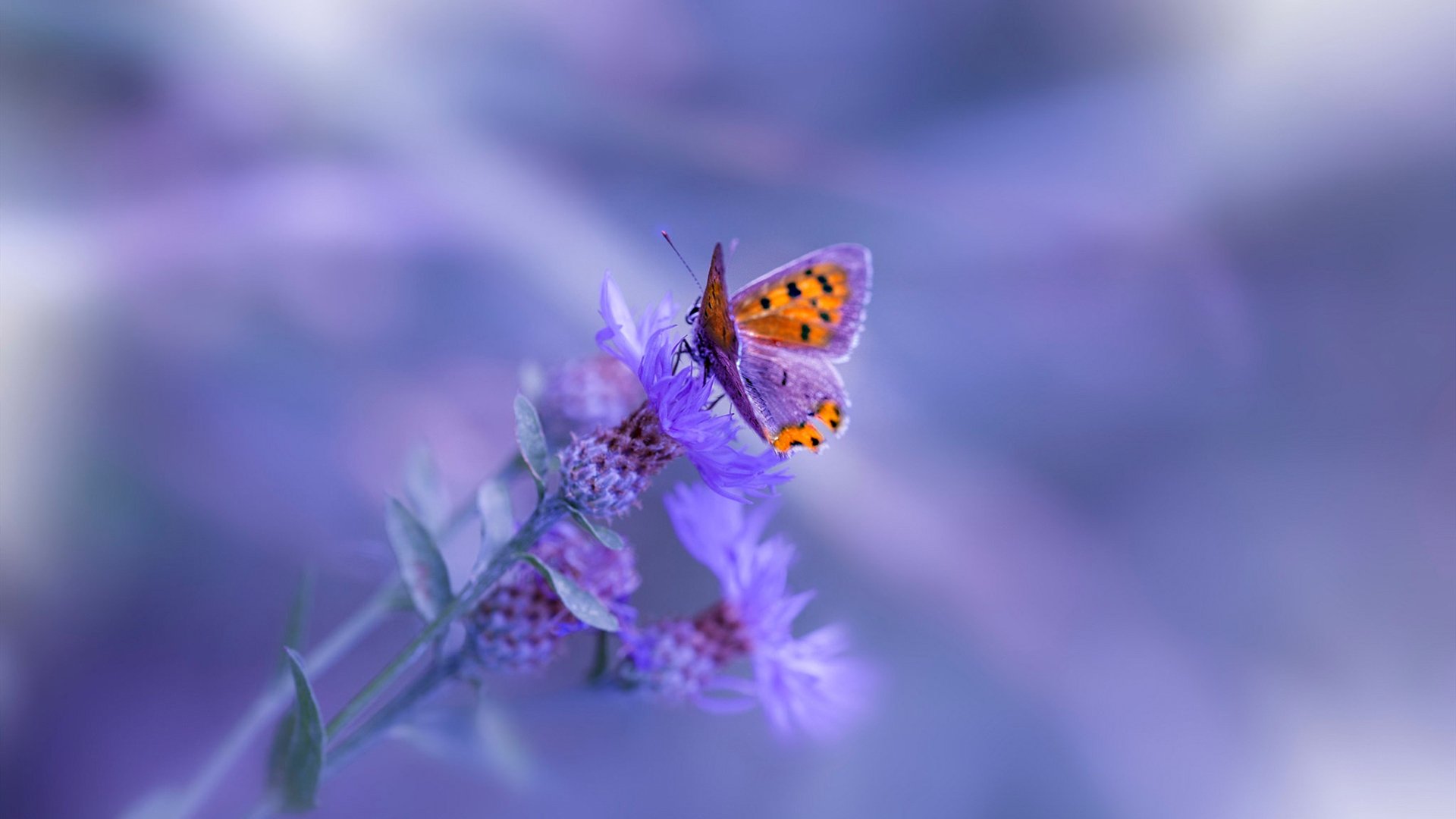 开yun体育-CBA联盟持续完善技术统计系统，cba联赛数据