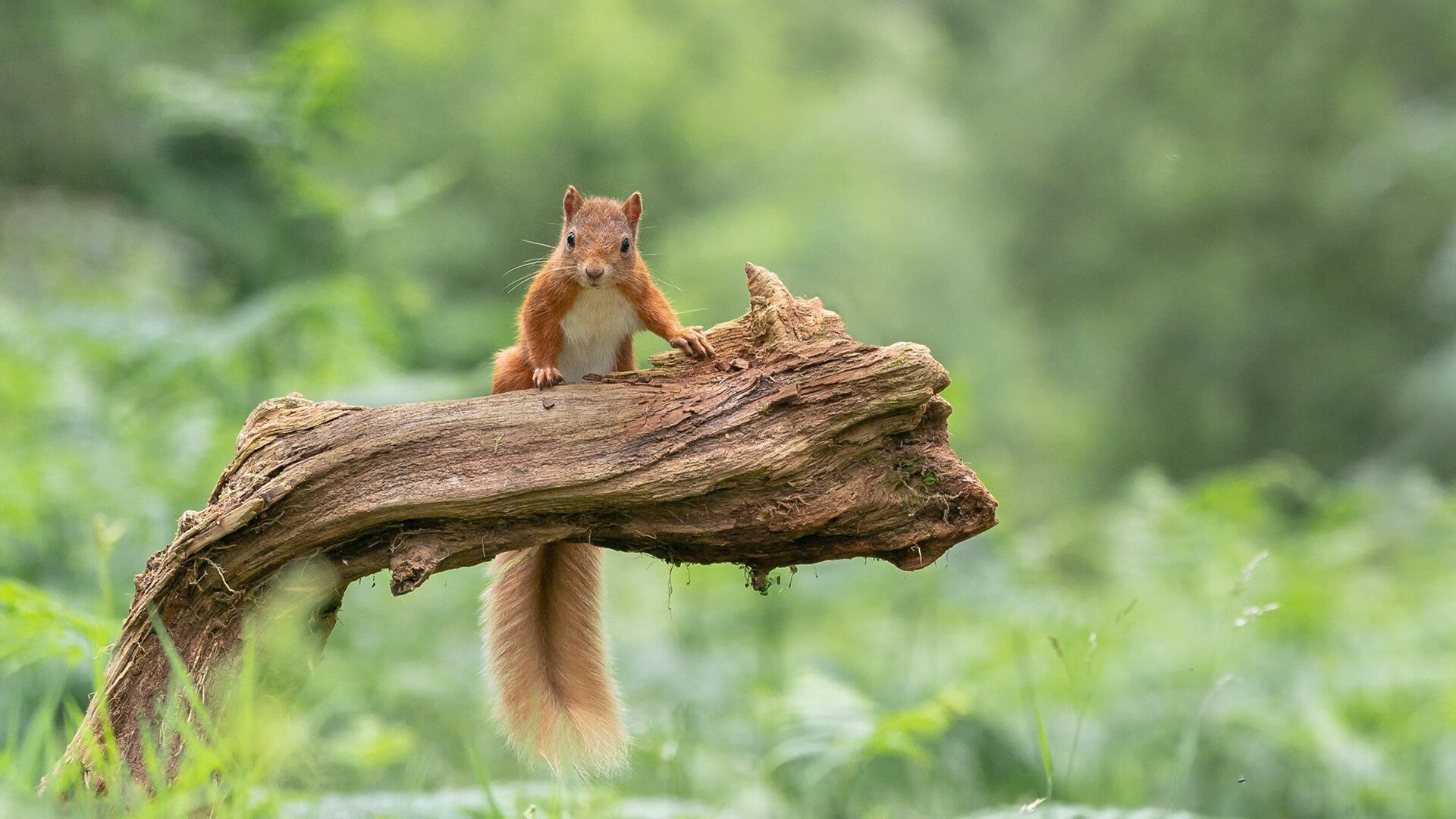 亚特兰大边路突破精准传中撬动比分，亚特兰大打法