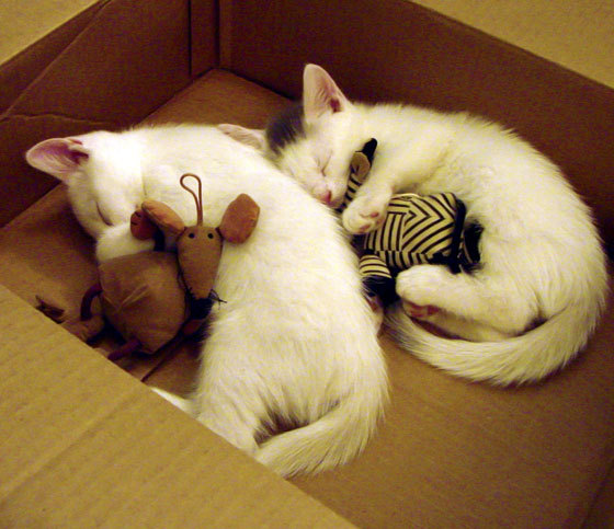 开云体育开云-体育新闻中心发布体育传播效果评估指标体系，体育传播与新闻报道