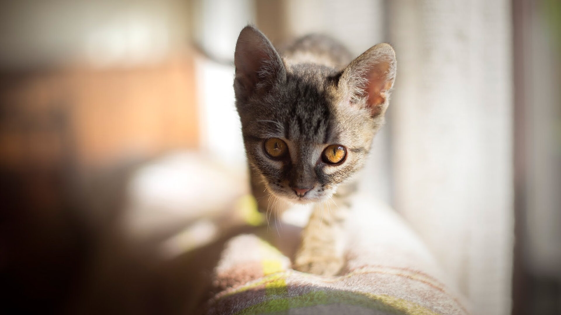 开云APP-季后赛防守最难被攻破的防线揭秘，季后赛打什么