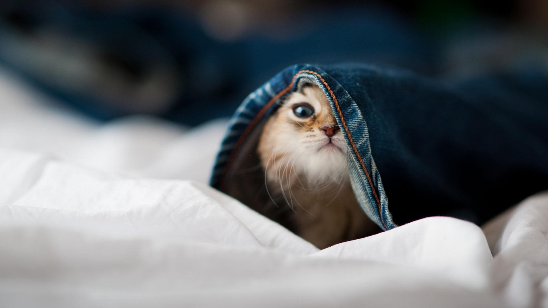 开云官网在线-球队进攻主导权是否由中路向边路转移，足球中路进攻是指