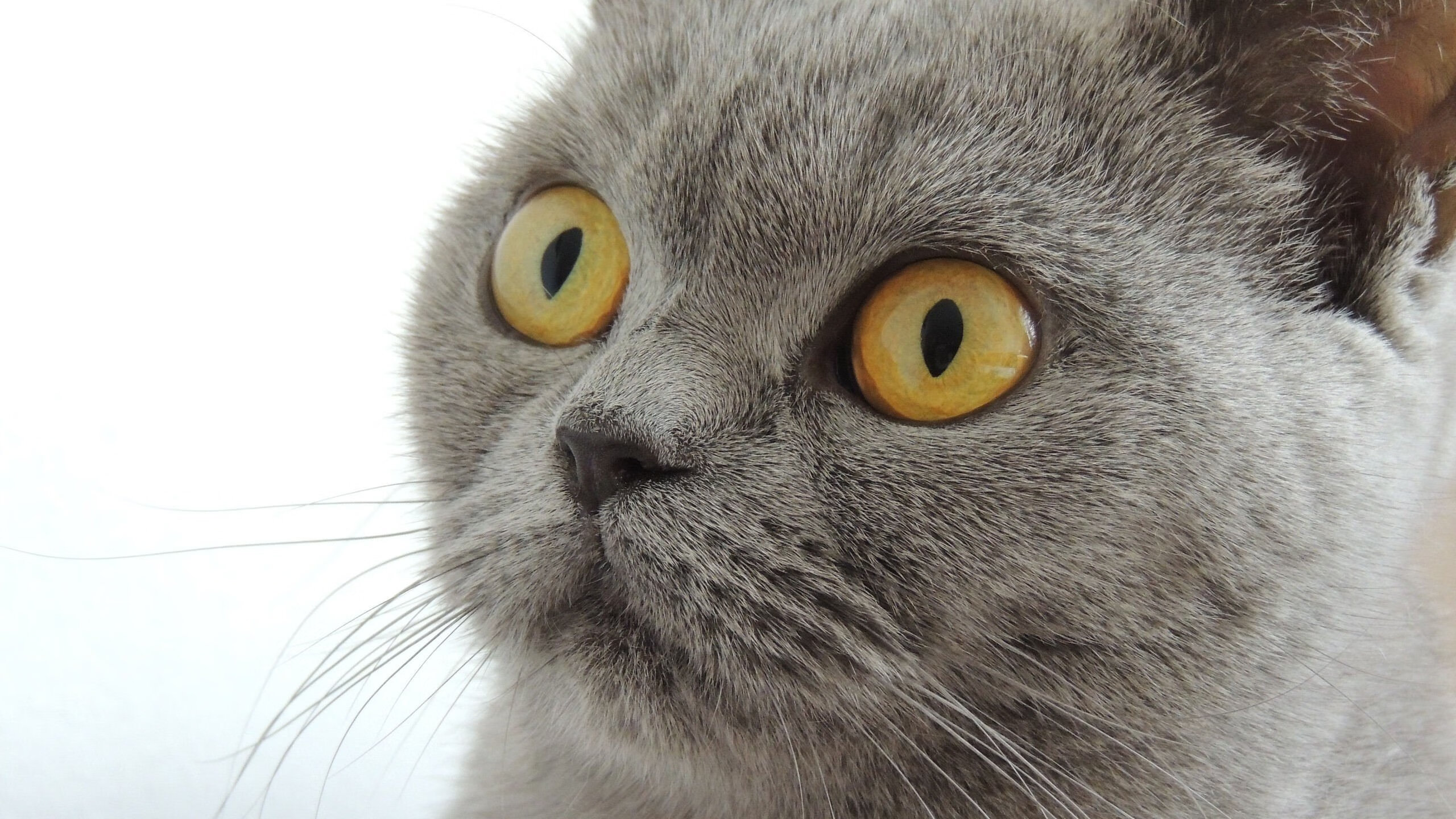 球队进攻主导权是否由中路向边路转移，足球中路进攻是指