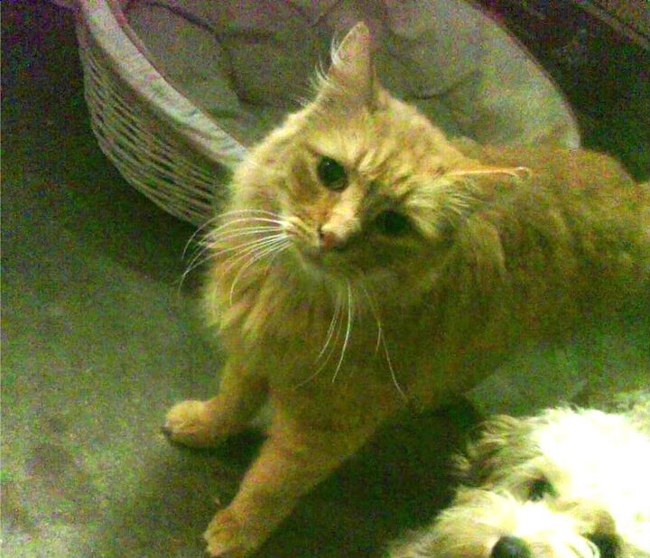 自由式滑雪国家队跨项选材计划启动，自由式滑雪比赛