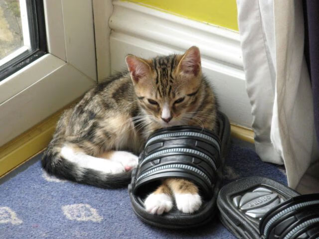 观众席扩声系统升级改善比赛氛围，观众席安排方式