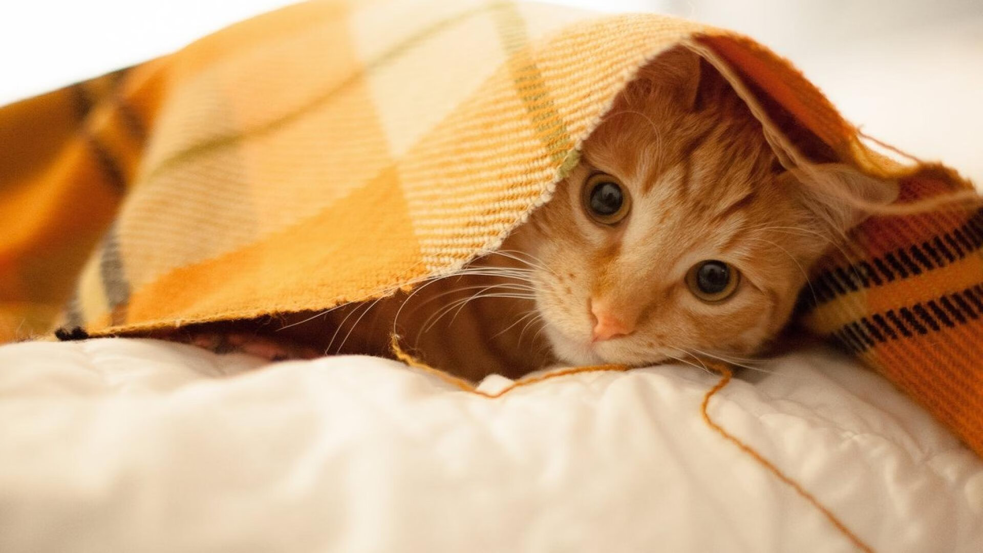 辽宁飞豹多点得分展现锋线深度，辽宁飞豹吧 百度贴吧