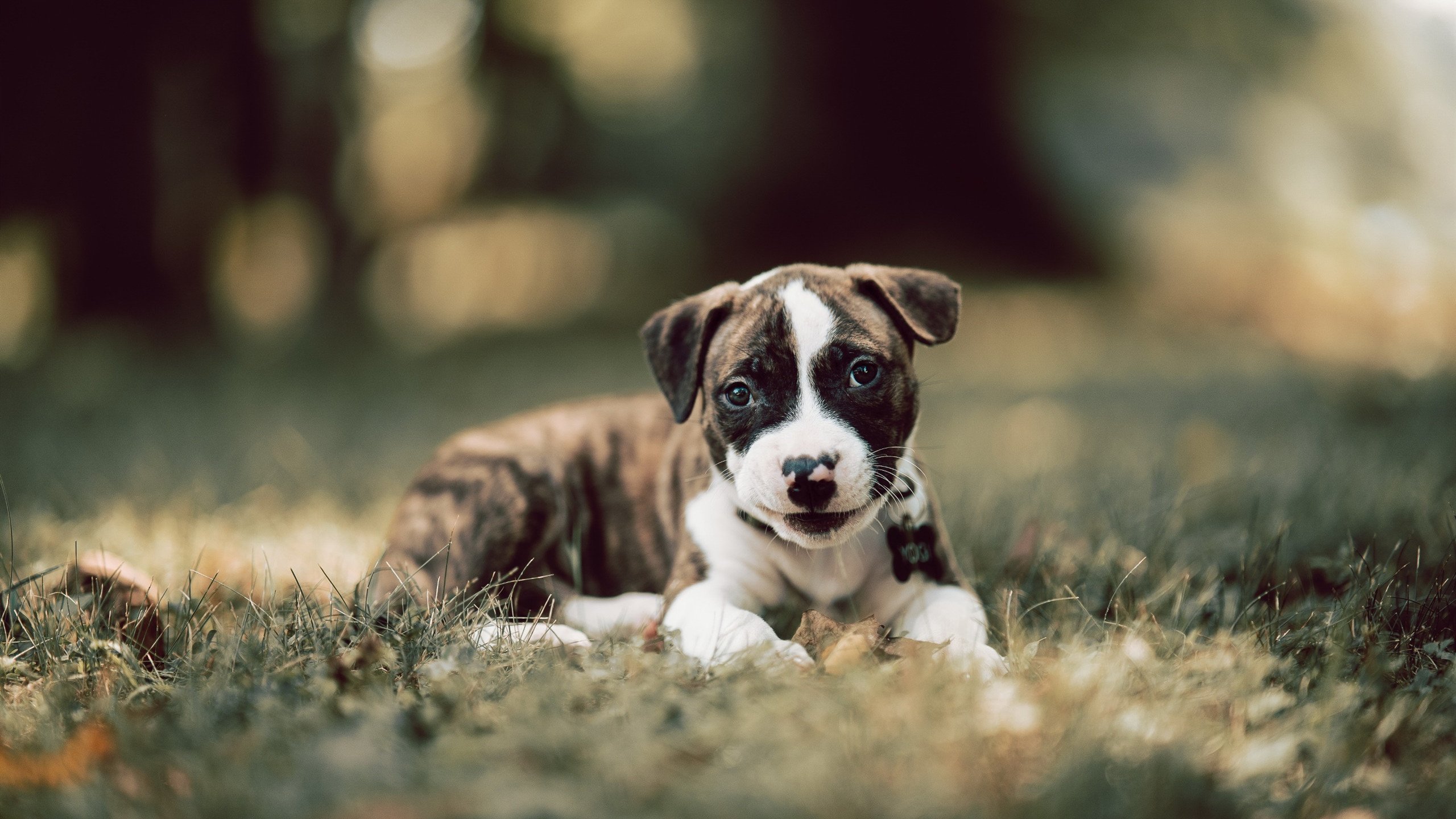 高原马拉松吸引国内外专业选手参赛，马拉松高原训练的利与弊和原则