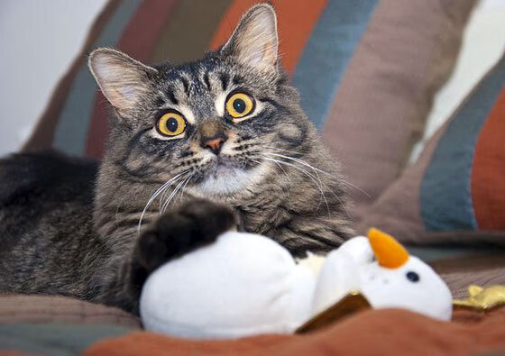 中国足球联赛市场推广力度持续加大，中国足球联赛市场推广力度持续加大的原因